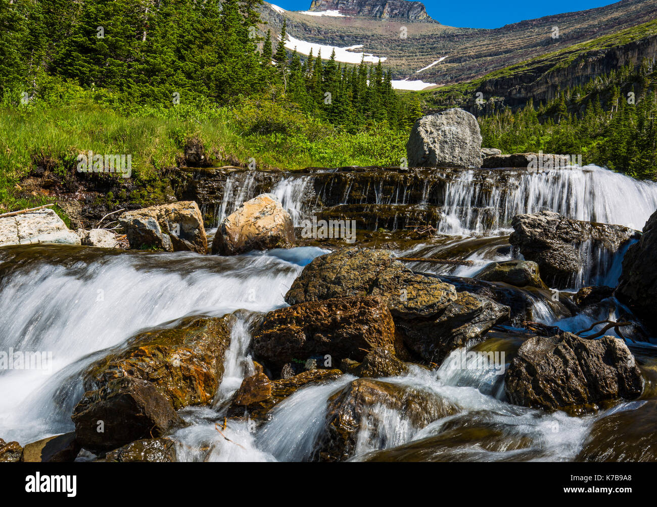Wildlife wild flowers glacier national park landscapes Stock Photo - Alamy
