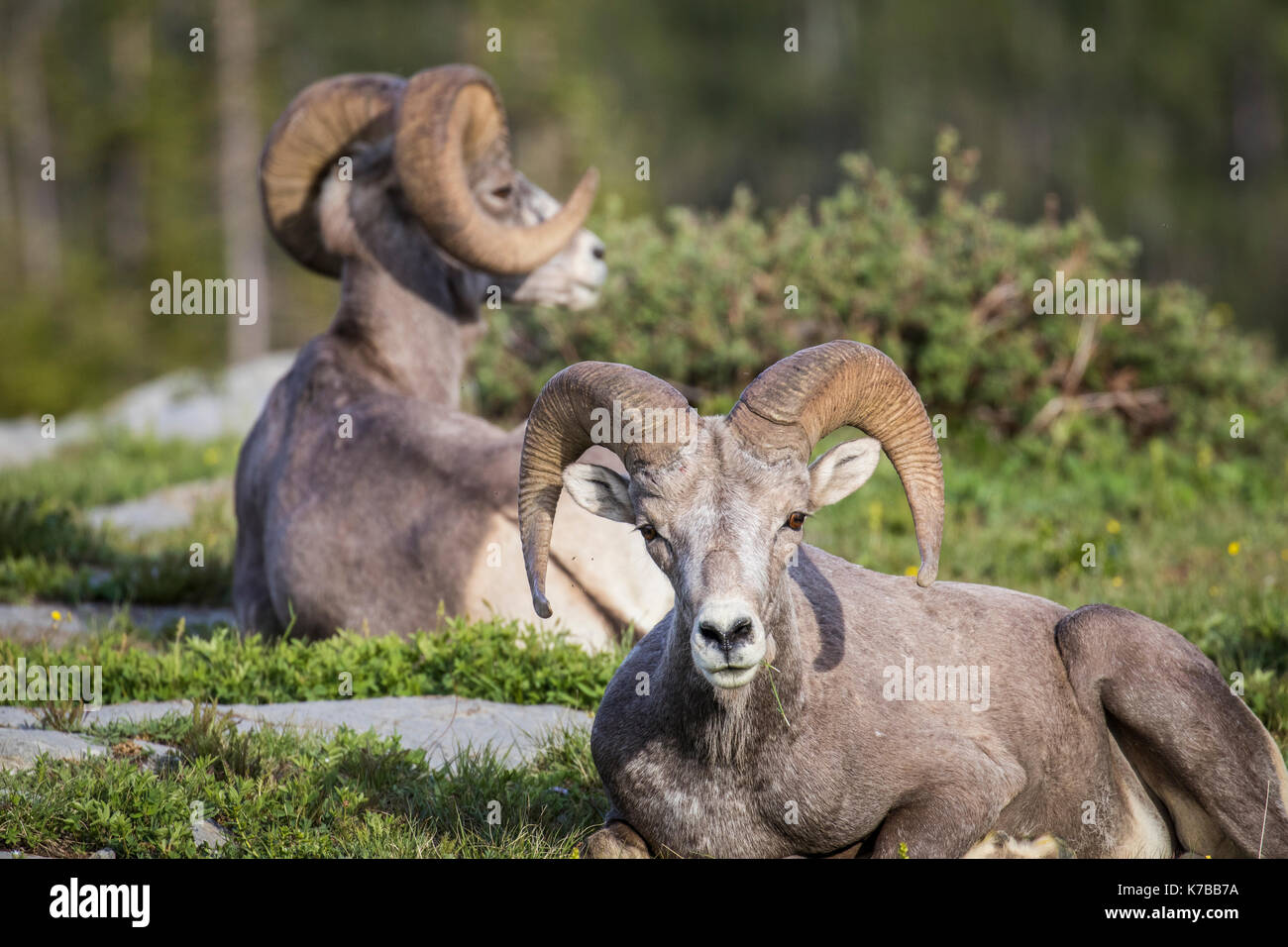 Wildlife wild flowers glacier national park landscapes Stock Photo - Alamy