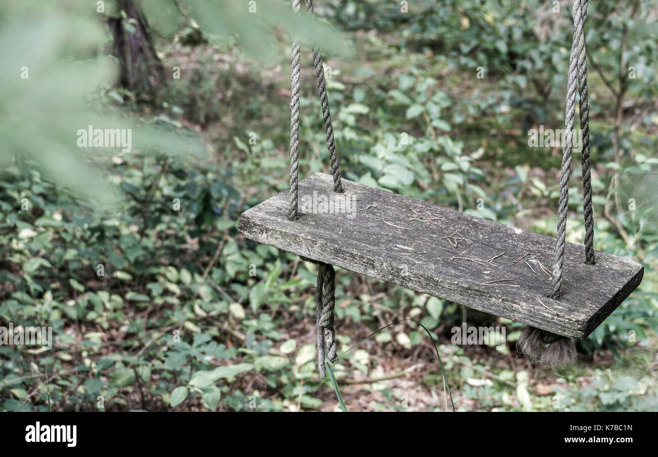 Swing from a board and ropes, fastened in a tree, in memory of the childhood, today lonely and