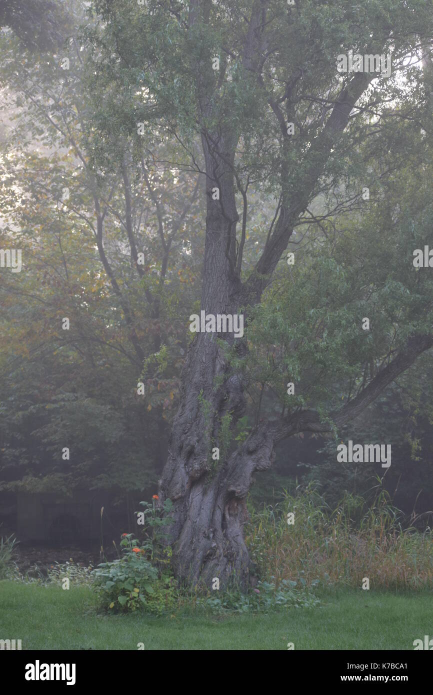 Lovely Parts of My Backyard Stock Photo