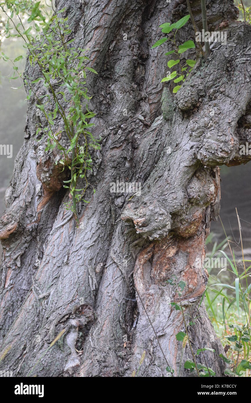 Lovely Parts of My Backyard Stock Photo