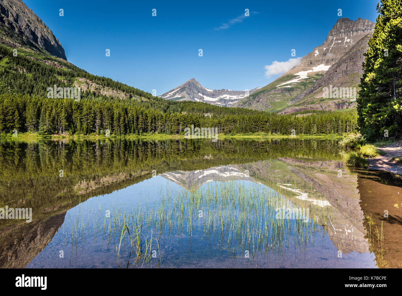 Wildlife wild flowers glacier national park landscapes Stock Photo - Alamy