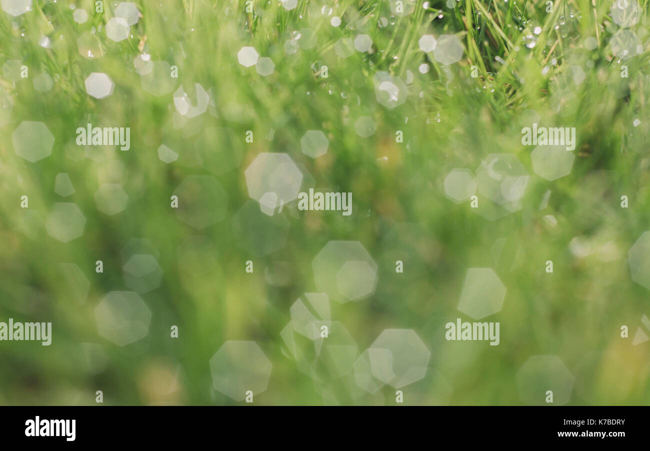 Wet grass field close up hi-res stock photography and images - Alamy