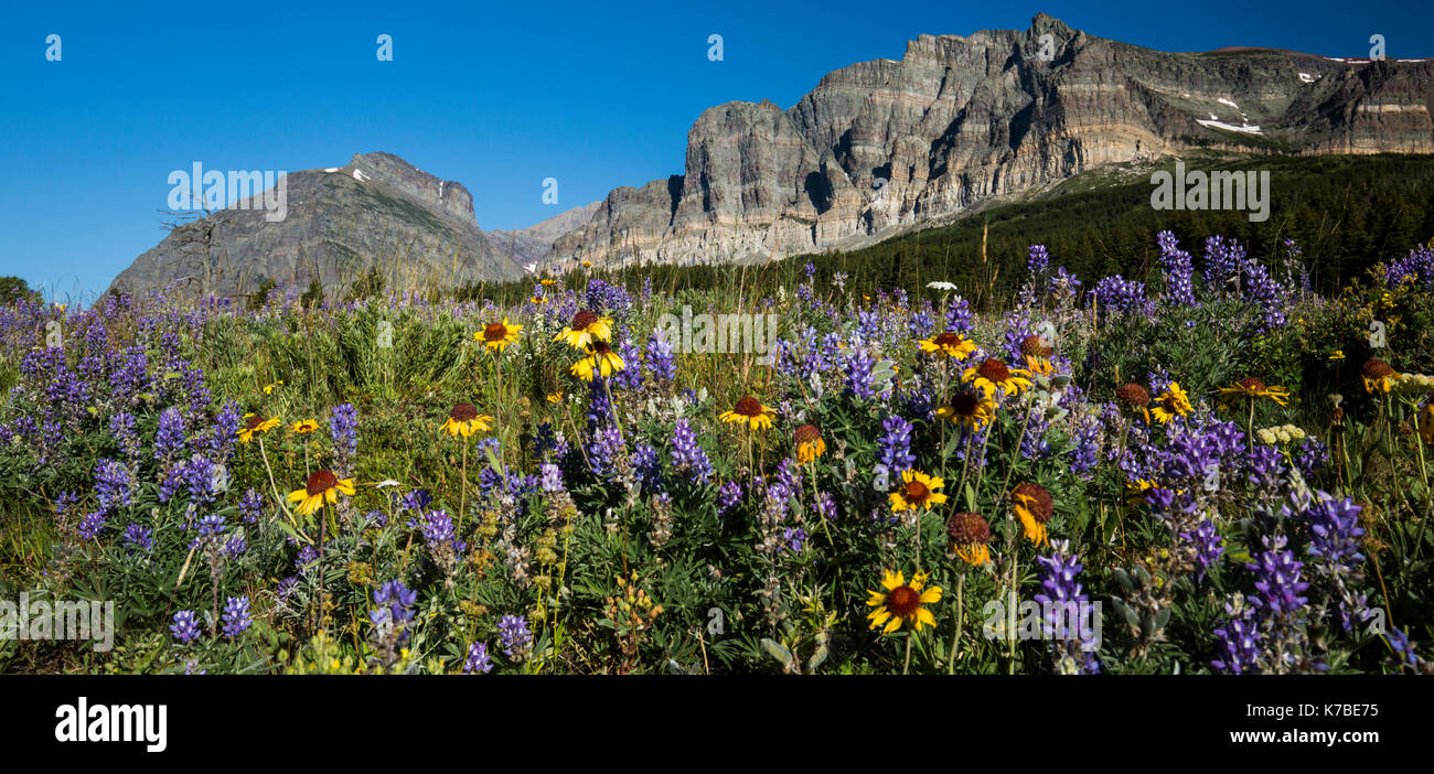 Wildlife wild flowers glacier national park landscapes Stock Photo - Alamy