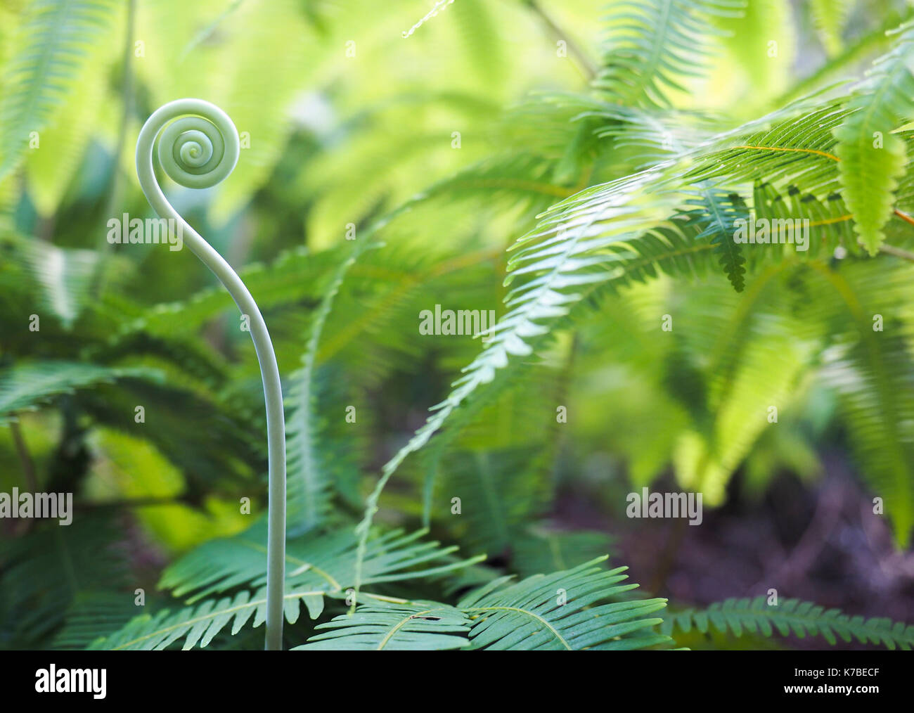 Close up ferns hi-res stock photography and images - Alamy