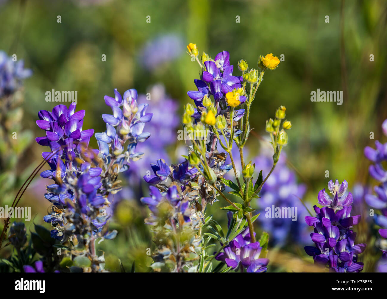 Wildlife wild flowers glacier national park landscapes Stock Photo - Alamy
