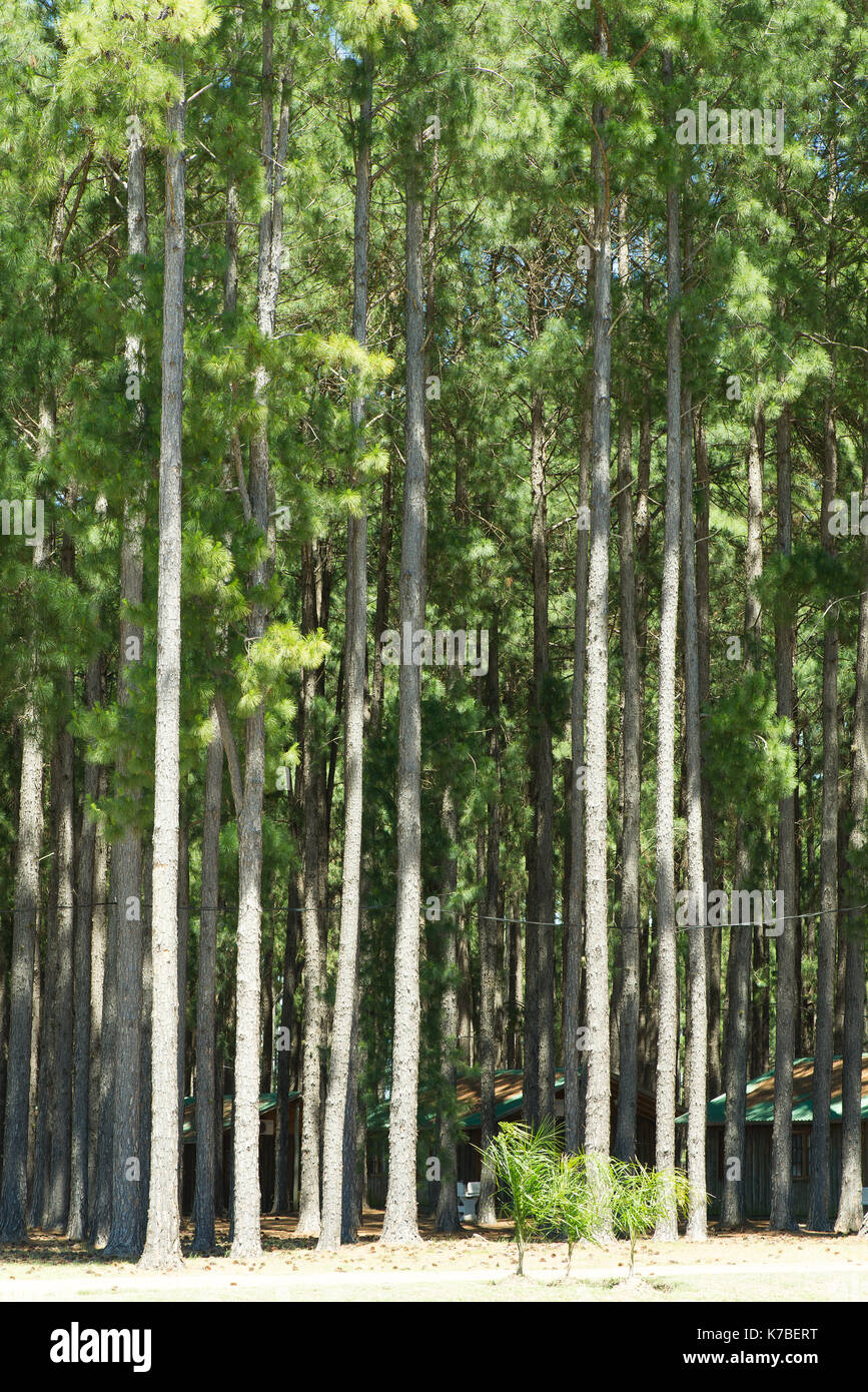 Tall slender pine trees in hi-res stock photography and images - Alamy