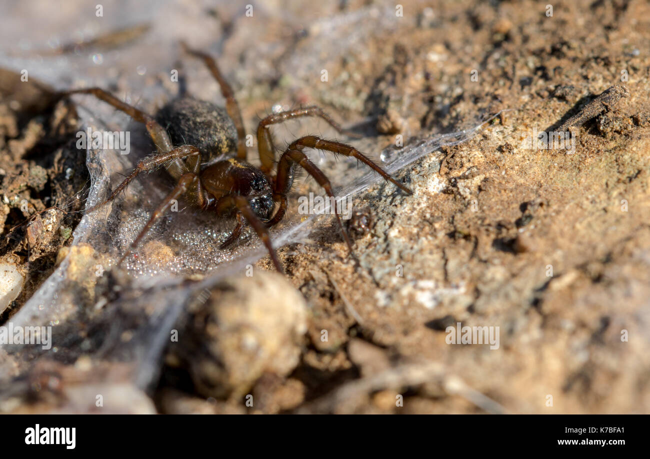 Spider nest hires stock photography and images Alamy