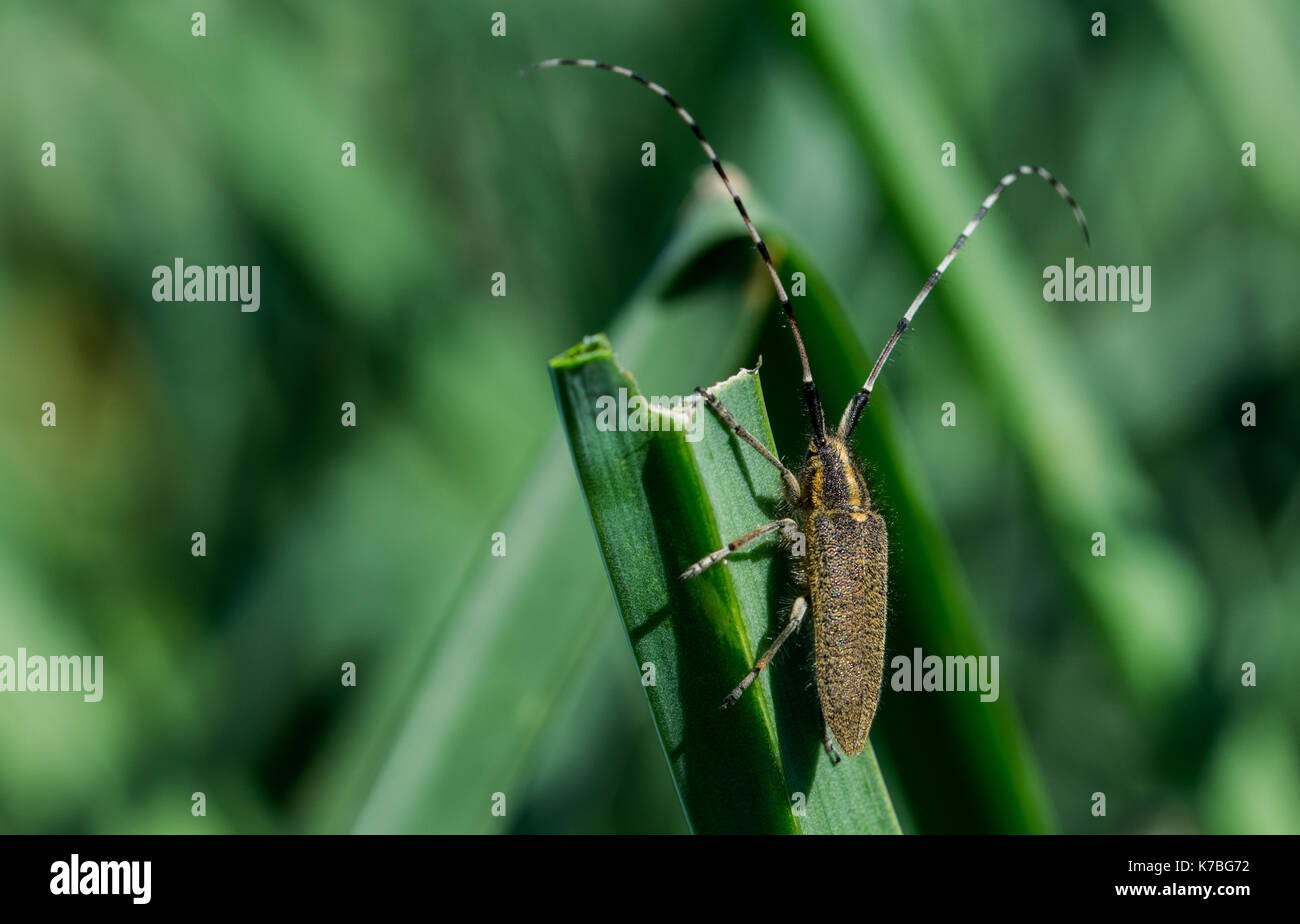 A yellow Asphodel Long Horned Beetle, Agapanthia asphodeli, (insect) with its two very long antennae resting on an asphodel leaf in Malta. Stock Photo