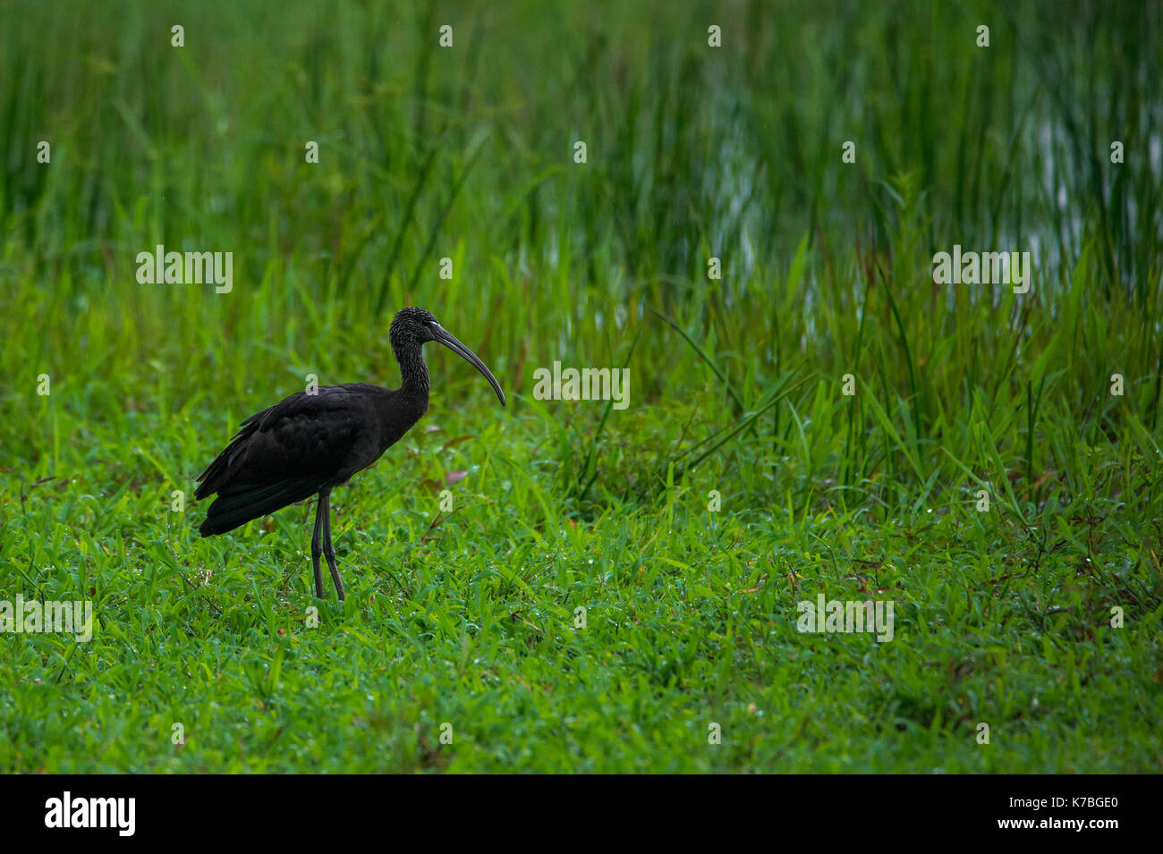 A Glossy Ibis bird looking for food in the morning Stock Photo