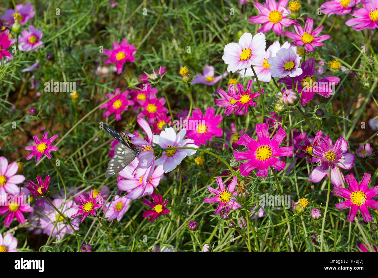 Colourful calliopsis flower blooming under the sunshine Stock Photo Alamy