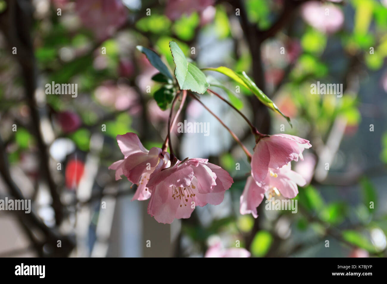 Malus halliana flower under sunshine in spring Stock Photo