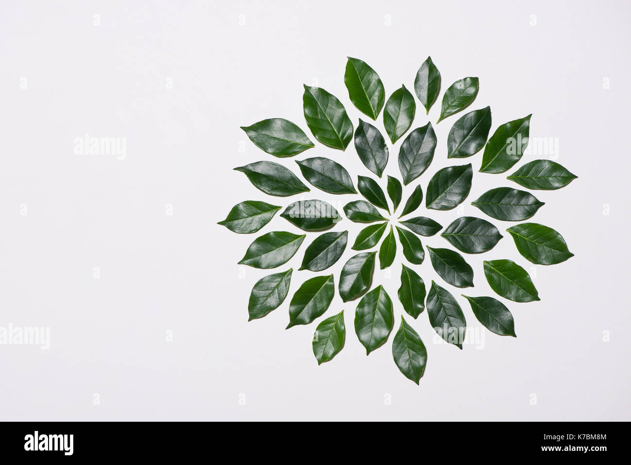 Green leaves pattern hi-res stock photography and images - Alamy