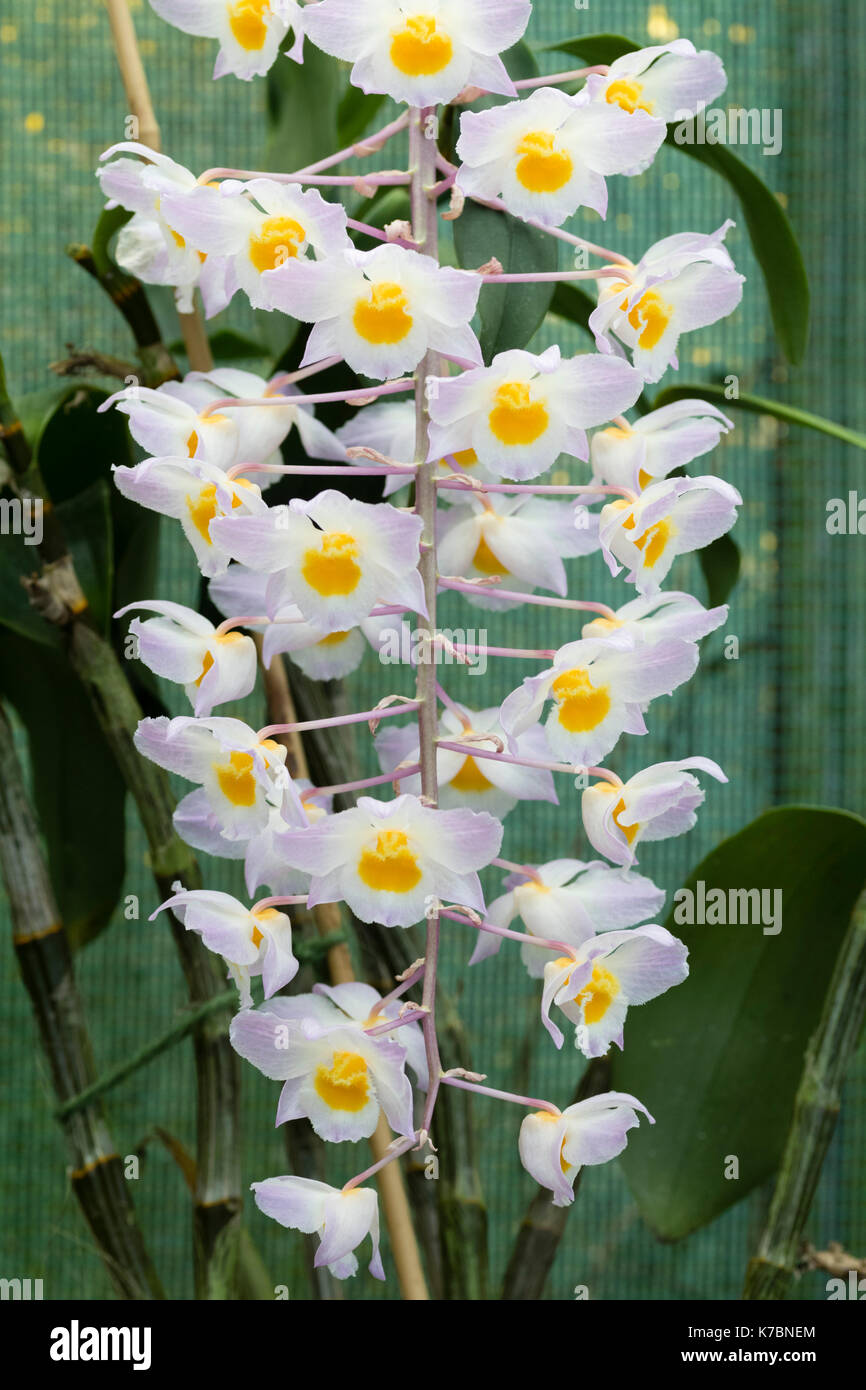 Densely flowered dangling spike of the Vietnamese orchid, Dendrobium amabile Stock Photo
