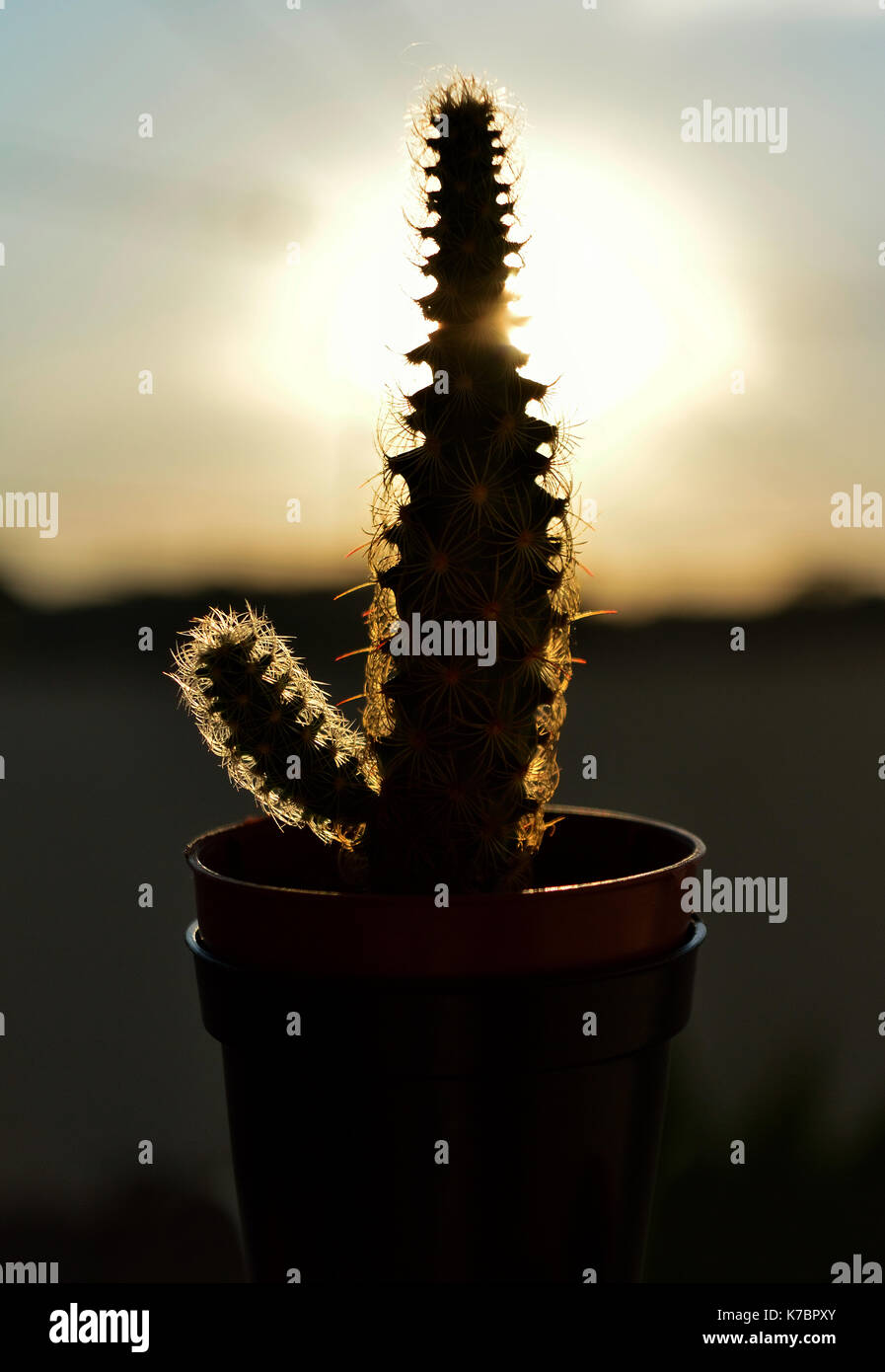 Silhouette of a Cactus against the sun Stock Photo