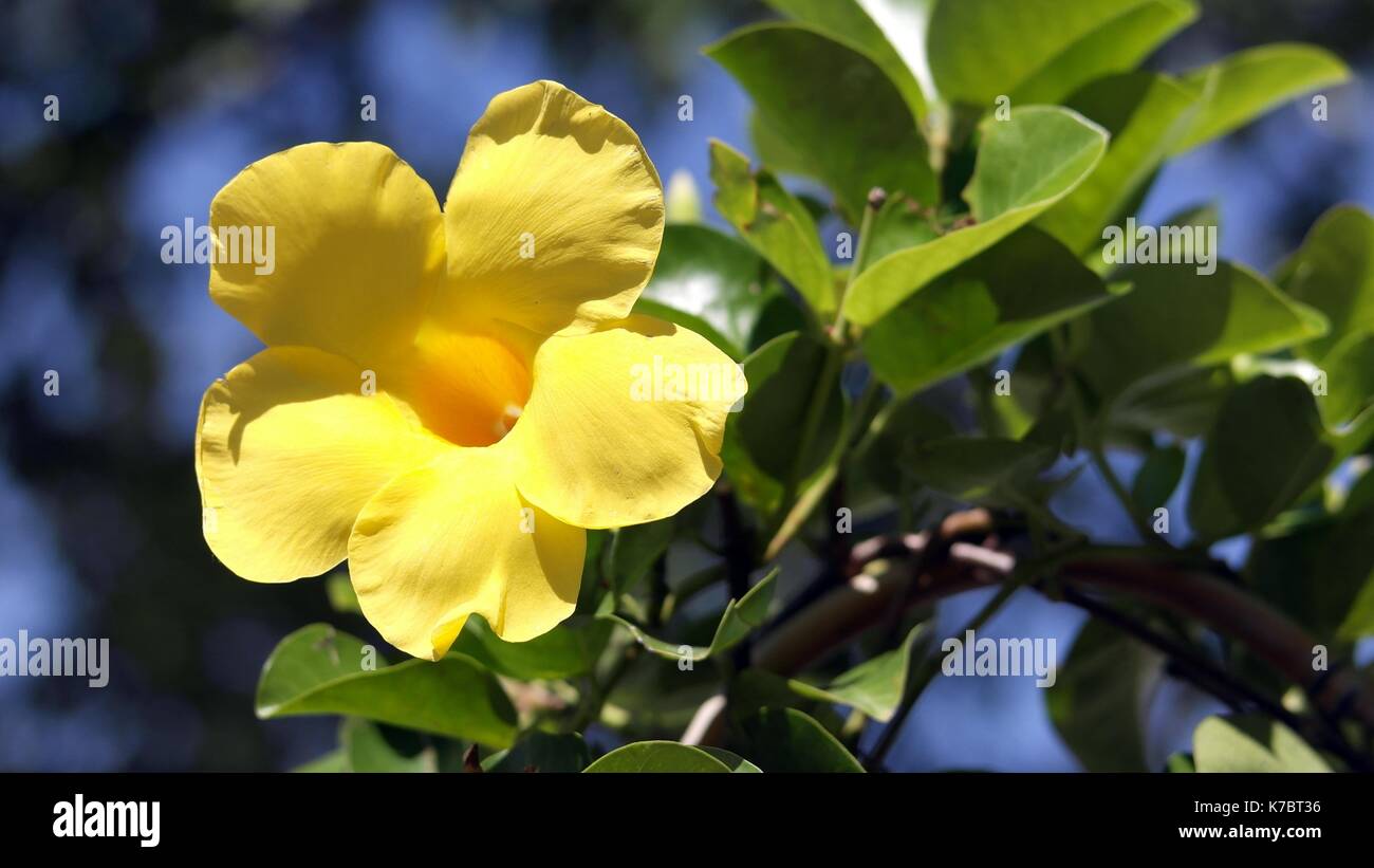 Yellow wildflower trail hi-res stock photography and images - Alamy