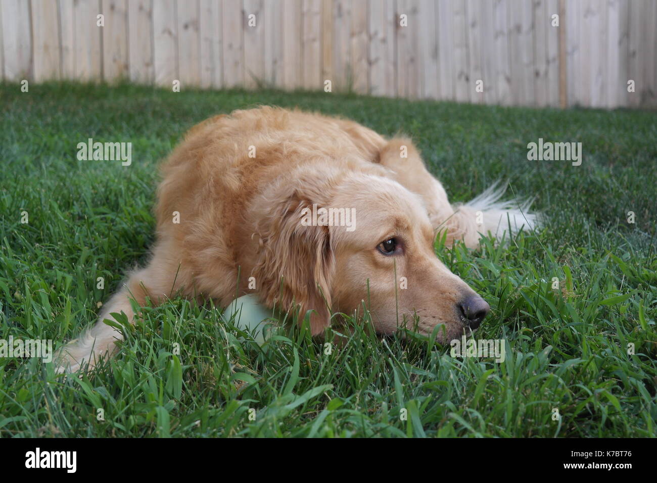 Happy golden retriever and paws hi-res stock photography and images - Alamy