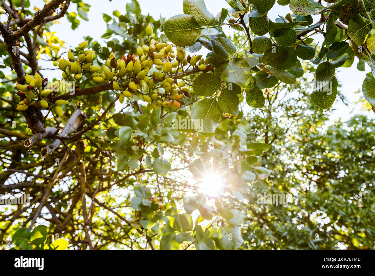 Green unripe pistachio on tree with leaves at plantation. Stock Photo