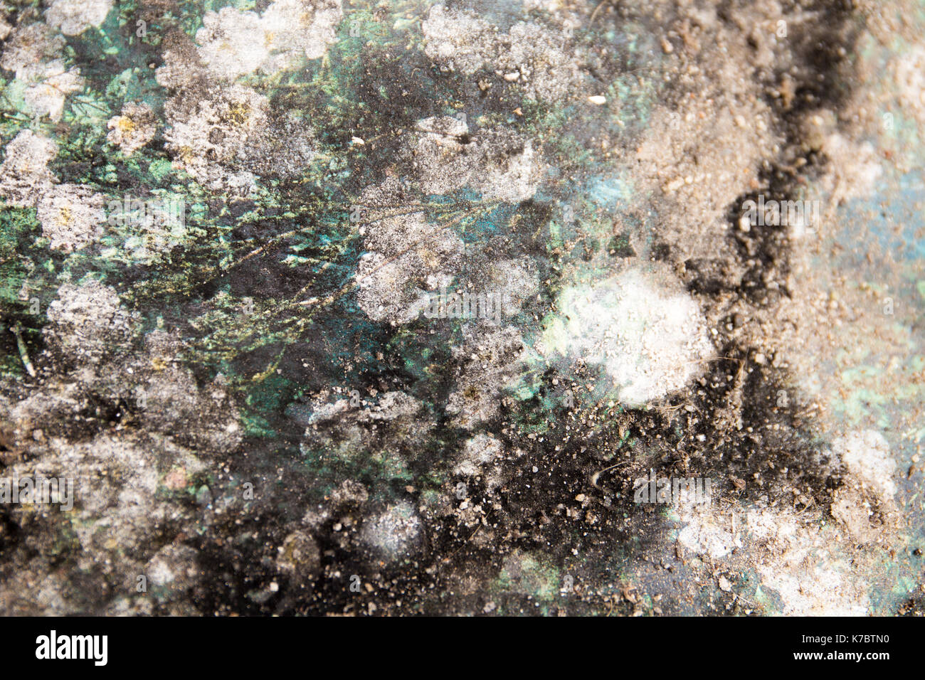 Mold texture hi-res stock photography and images - Alamy
