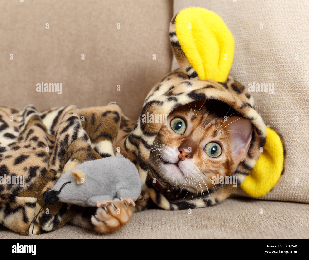 Female Bengal cat kitten on sofa in leopard costume playing with a toy mouse Model Release: No. Property Release: Yes (cat). Stock Photo
