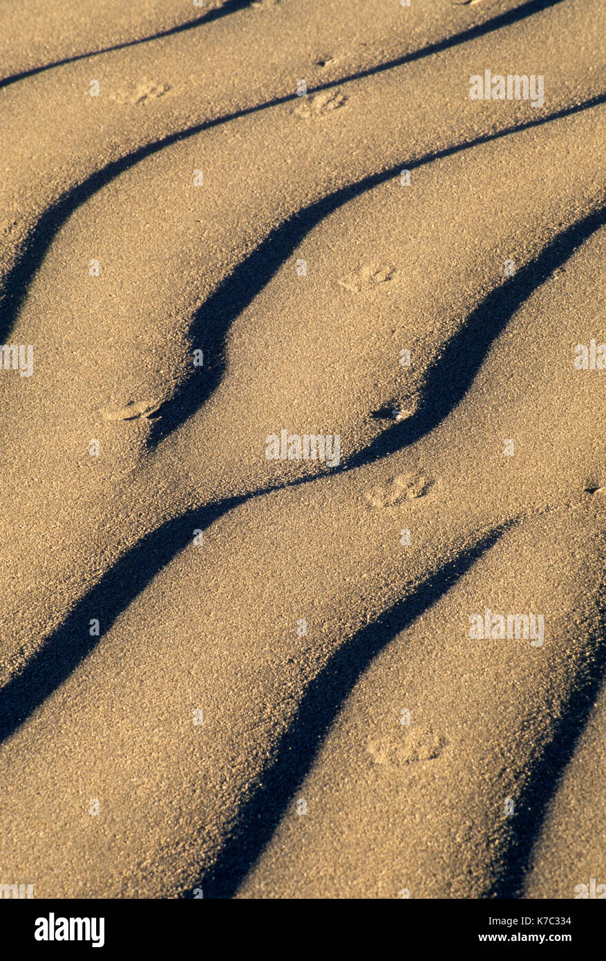 Dune ripples, Christmas Valley Sand Dunes Wilderness Study Area