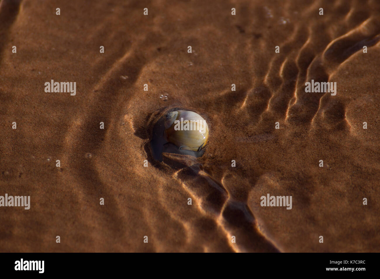 Moonsnail Stock Photo