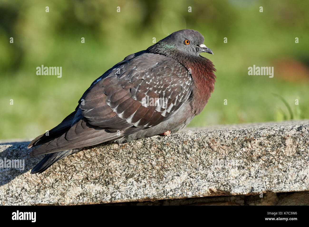 Pigeon Warms In The Sun Perched On A Low Wall Stock Photo Alamy pigeon-warms-in-the-sun-perched-on-a-low-wall-stock-photo-alamy