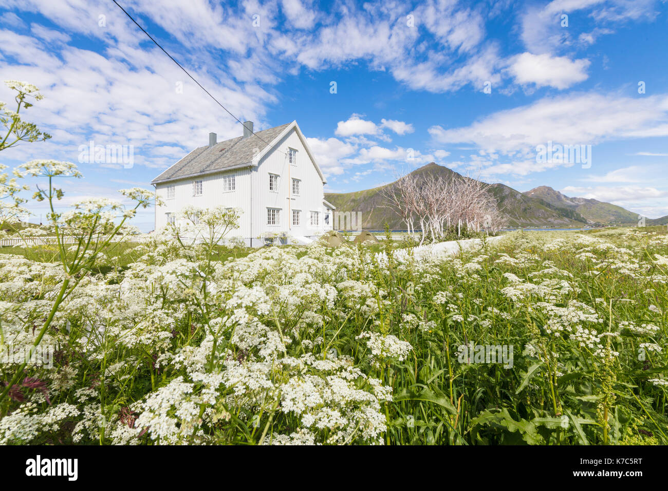 Field of blooming flowers frame the typical wooden house surrounded by peaks and blue sea Flakstad Lofoten Islands Norway Europe Stock Photo