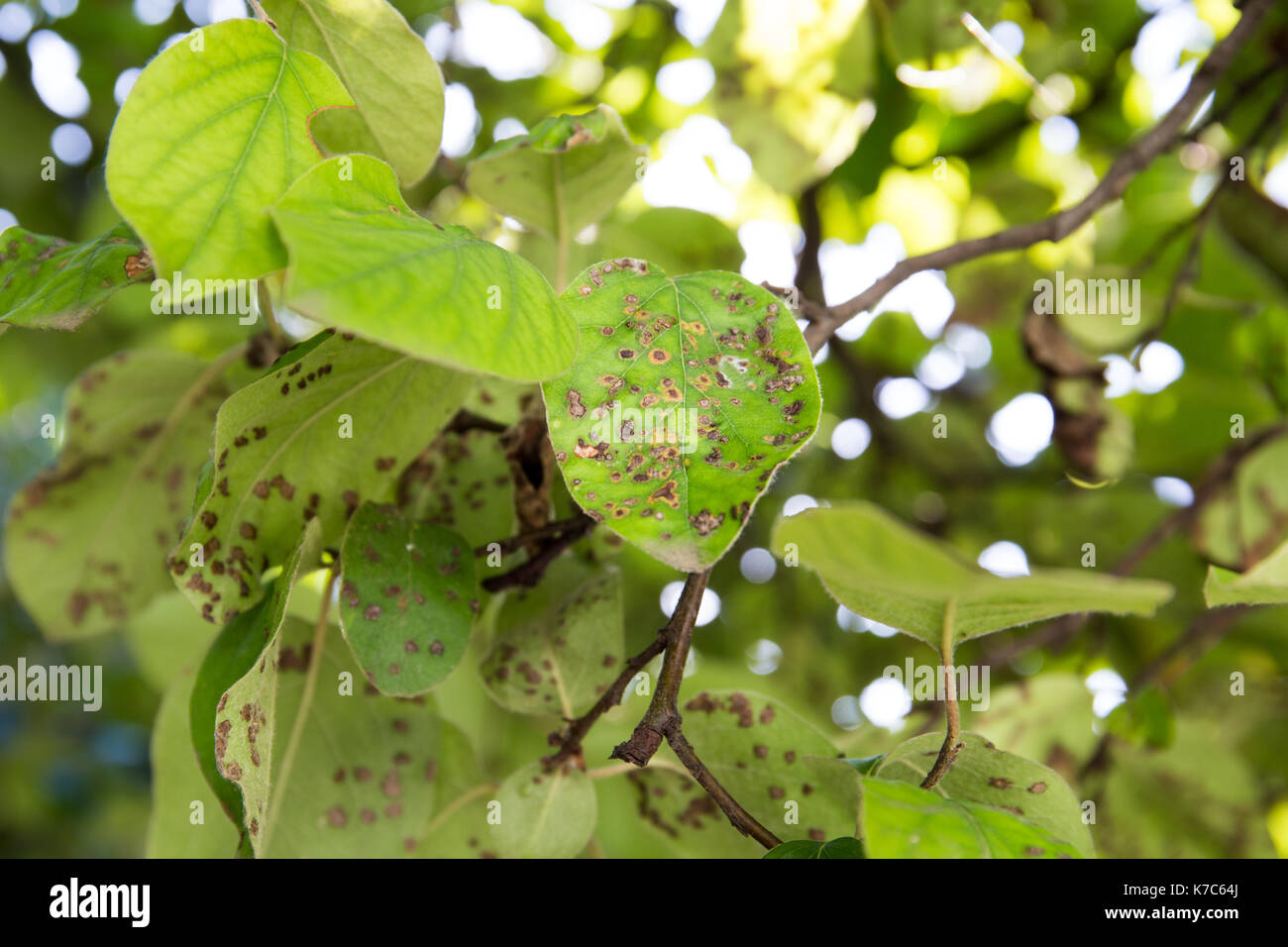 Quince leaf blight close-up. Cydonia oblonga affected by diplocarpon mespili. Dark spots on foliage, leaf spot disease. Stock Photo