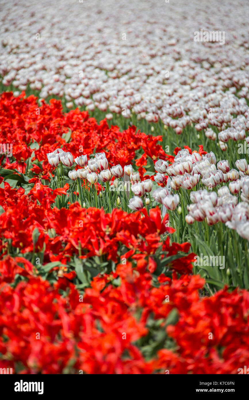 The red and white tulips color the landscape in spring Keukenhof Park ...