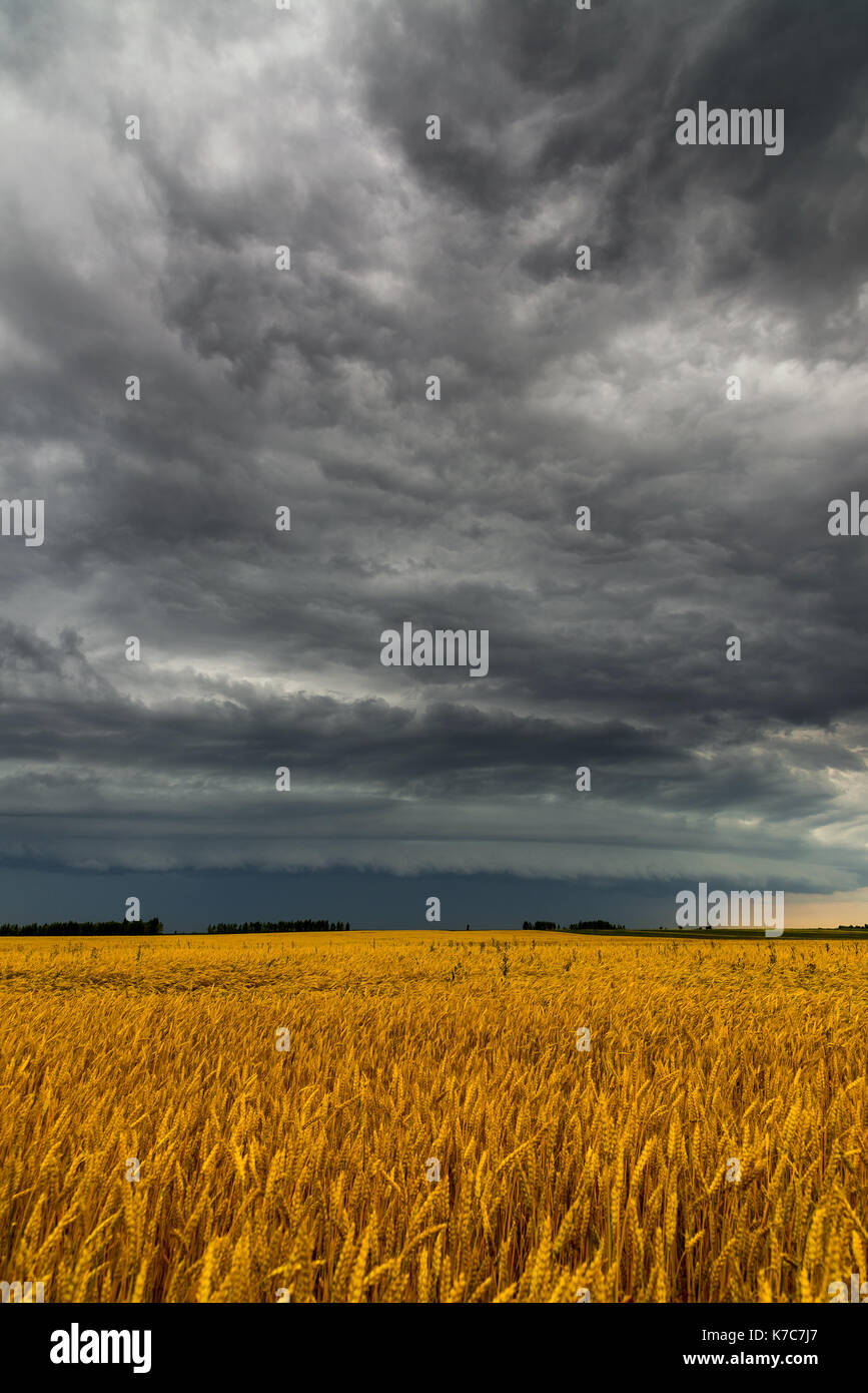 Black storm cloud above the wheat field Stock Photo