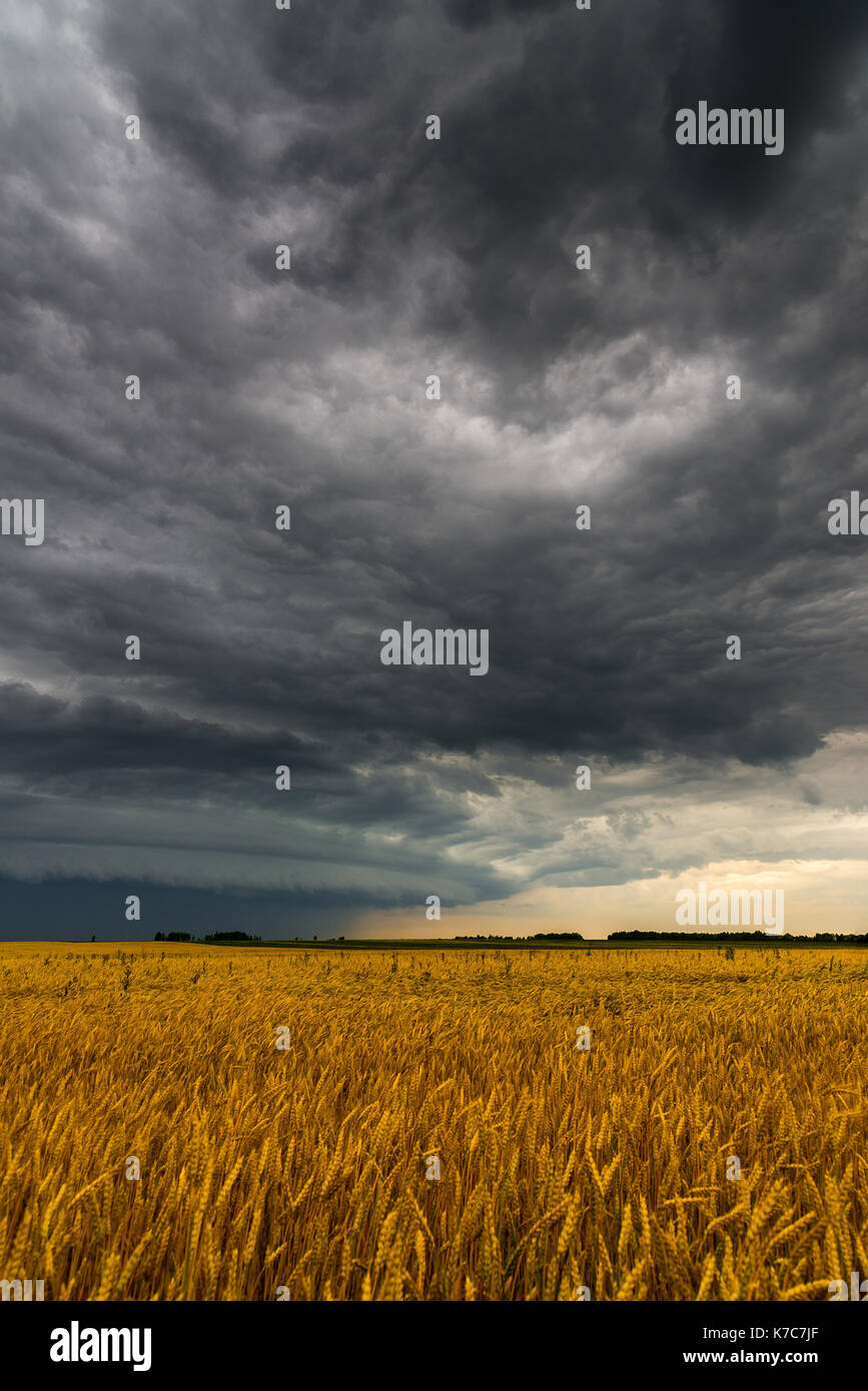 Black storm cloud above the wheat field Stock Photo