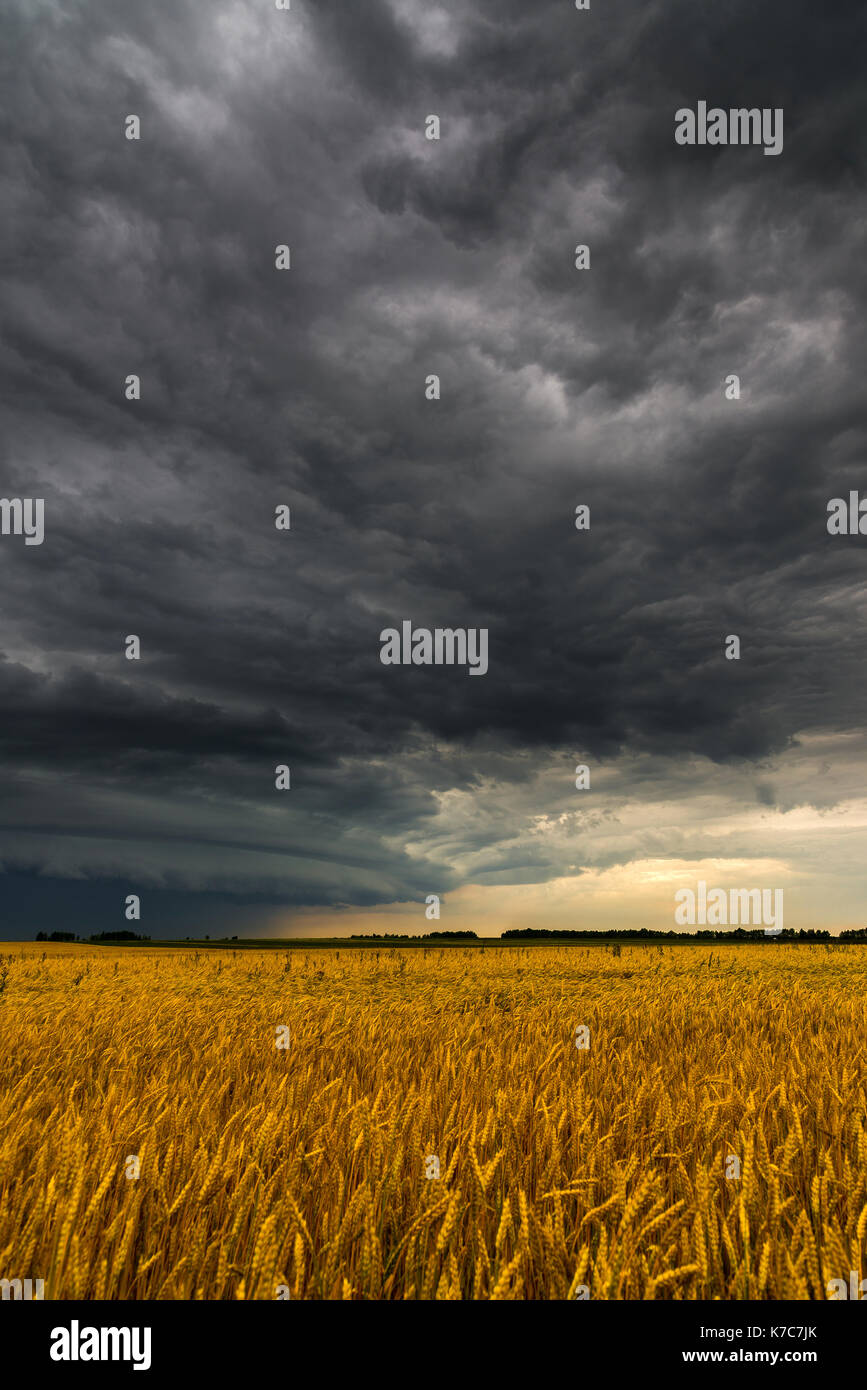 Black storm cloud above the wheat field Stock Photo