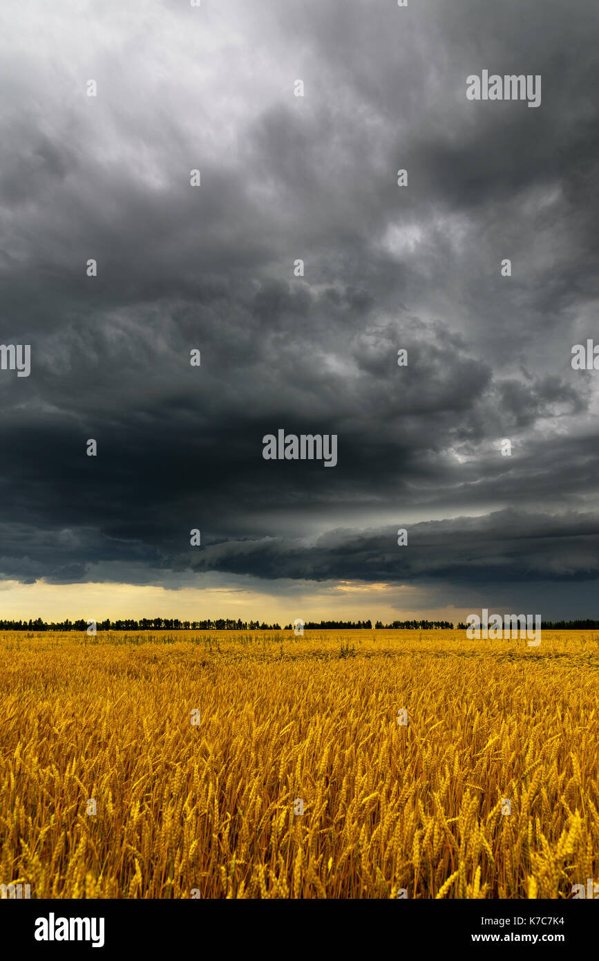 Black thunderstorm cloud above the wheat field Stock Photo
