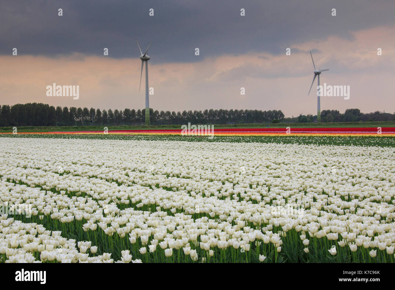 Multicolored tulips surrounded by green meadows and wind turbines Berkmeer Koggenland Netherlands North Holland Europe Stock Photo