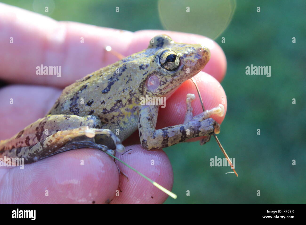 Perereca hi-res stock photography and images - Alamy