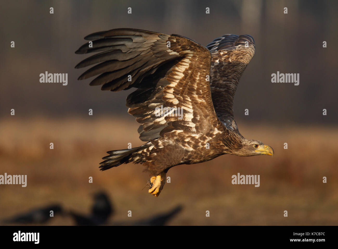white tailed eagle in winter roost Stock Photo
