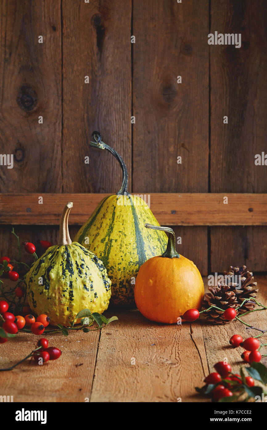 Pumpkin varieties: table and decorative 20 Pumpkin varieties: table and decorative 30