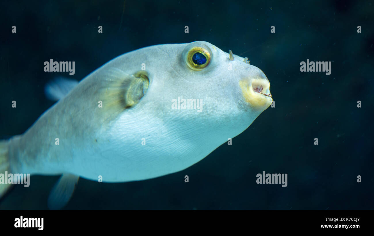 Puffer fish japan hires stock photography and images Alamy