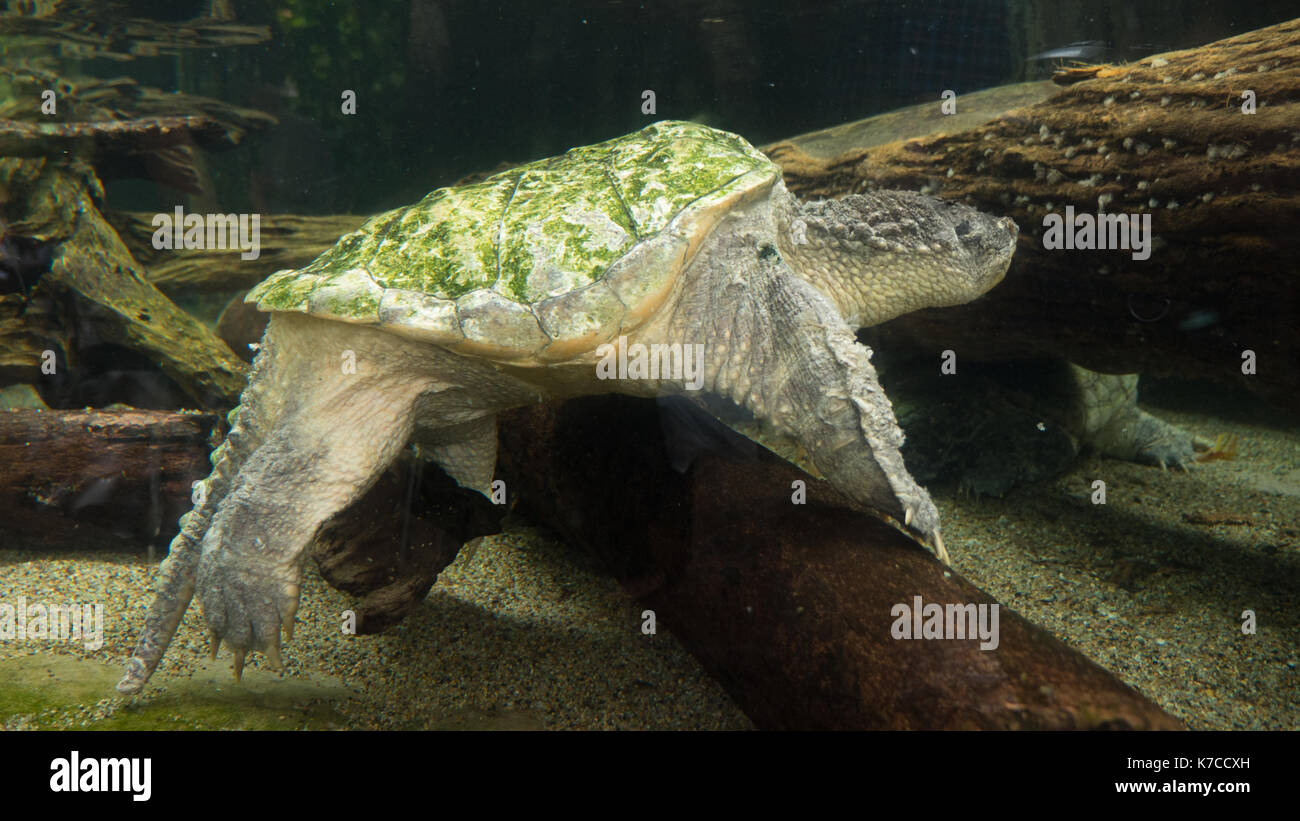 Green sea turtle.tortoise Stock Photo