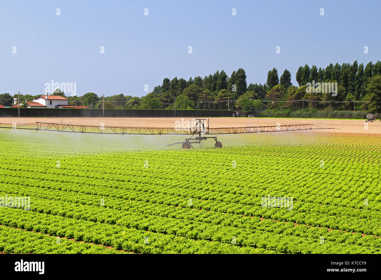 Green salad field with water irrigation system Stock Photo