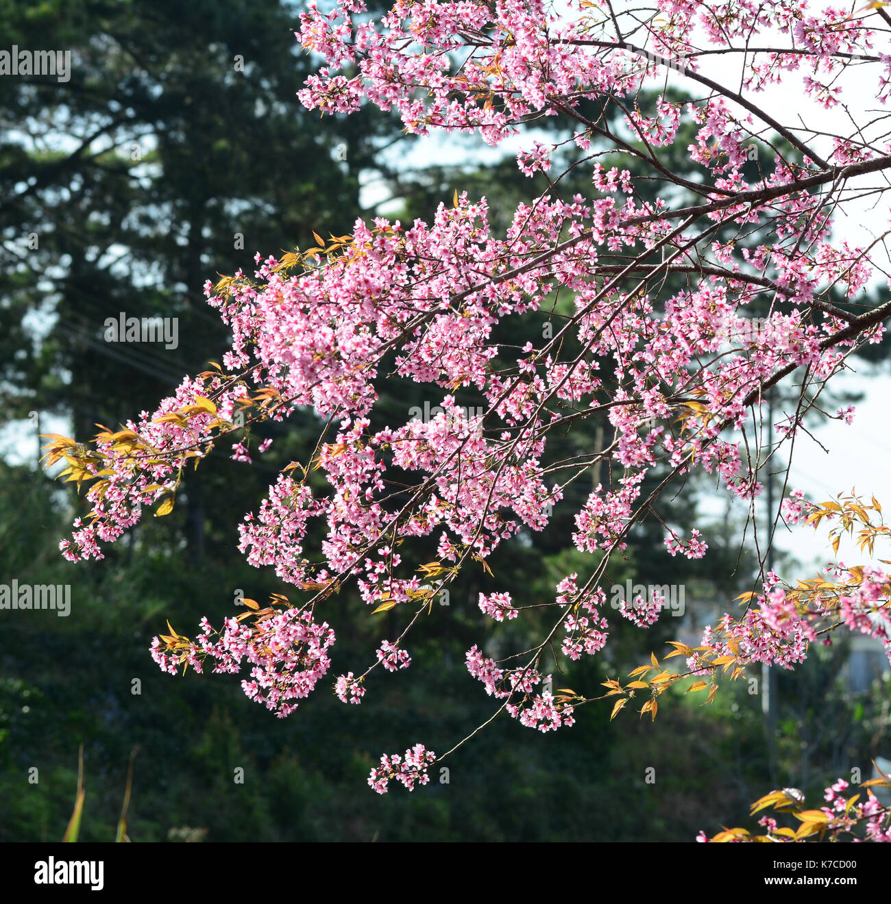 Cherry blossom at the springtime in sunny day. Cherry trees are a