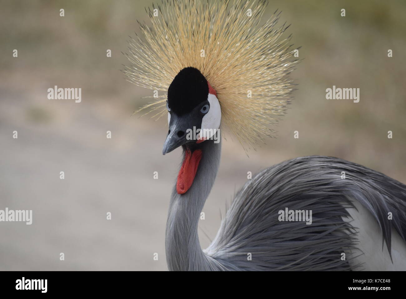 Bird roams with big hair Stock Photo