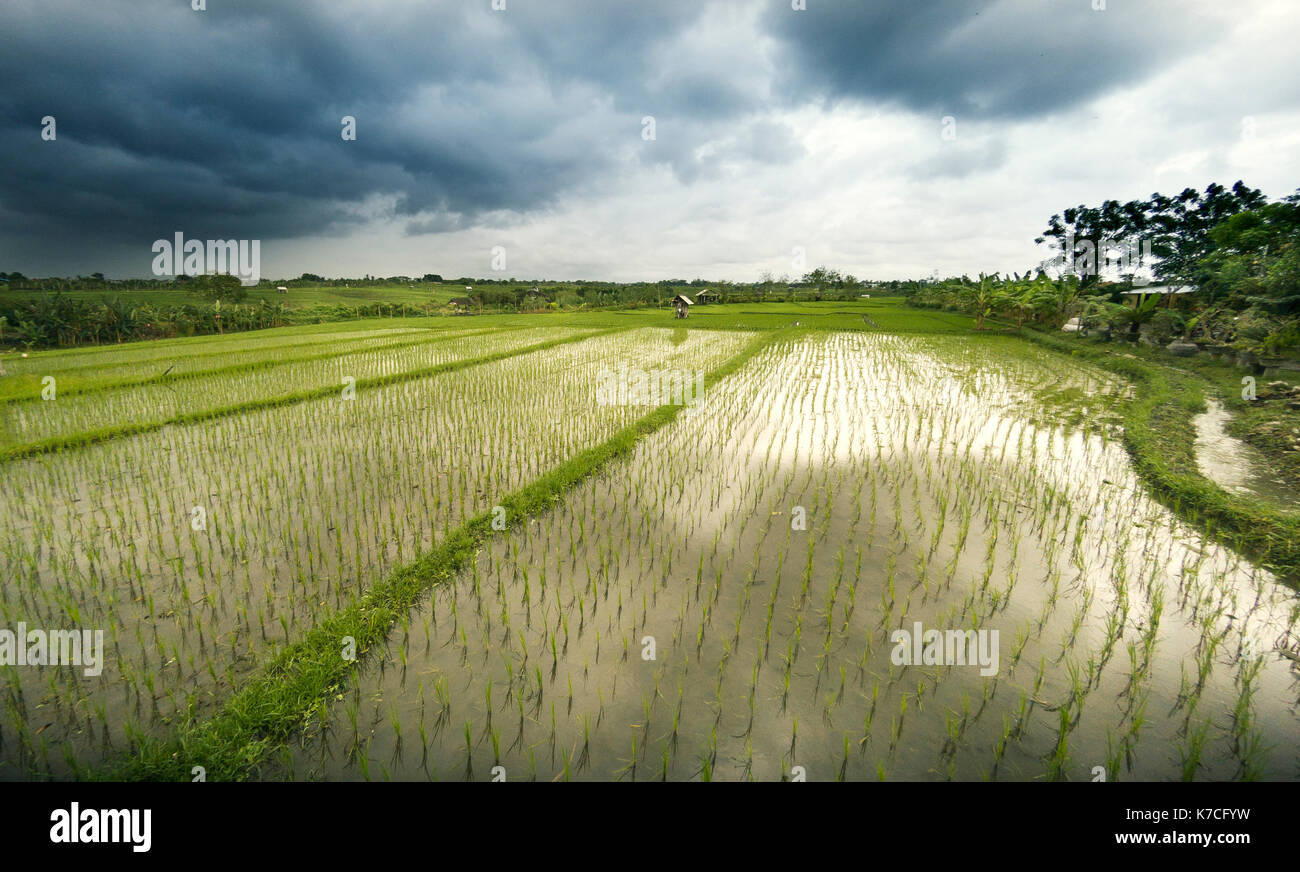 Rice terraces landscape on a cloudy weather and rain. At Bali Indonesia ...