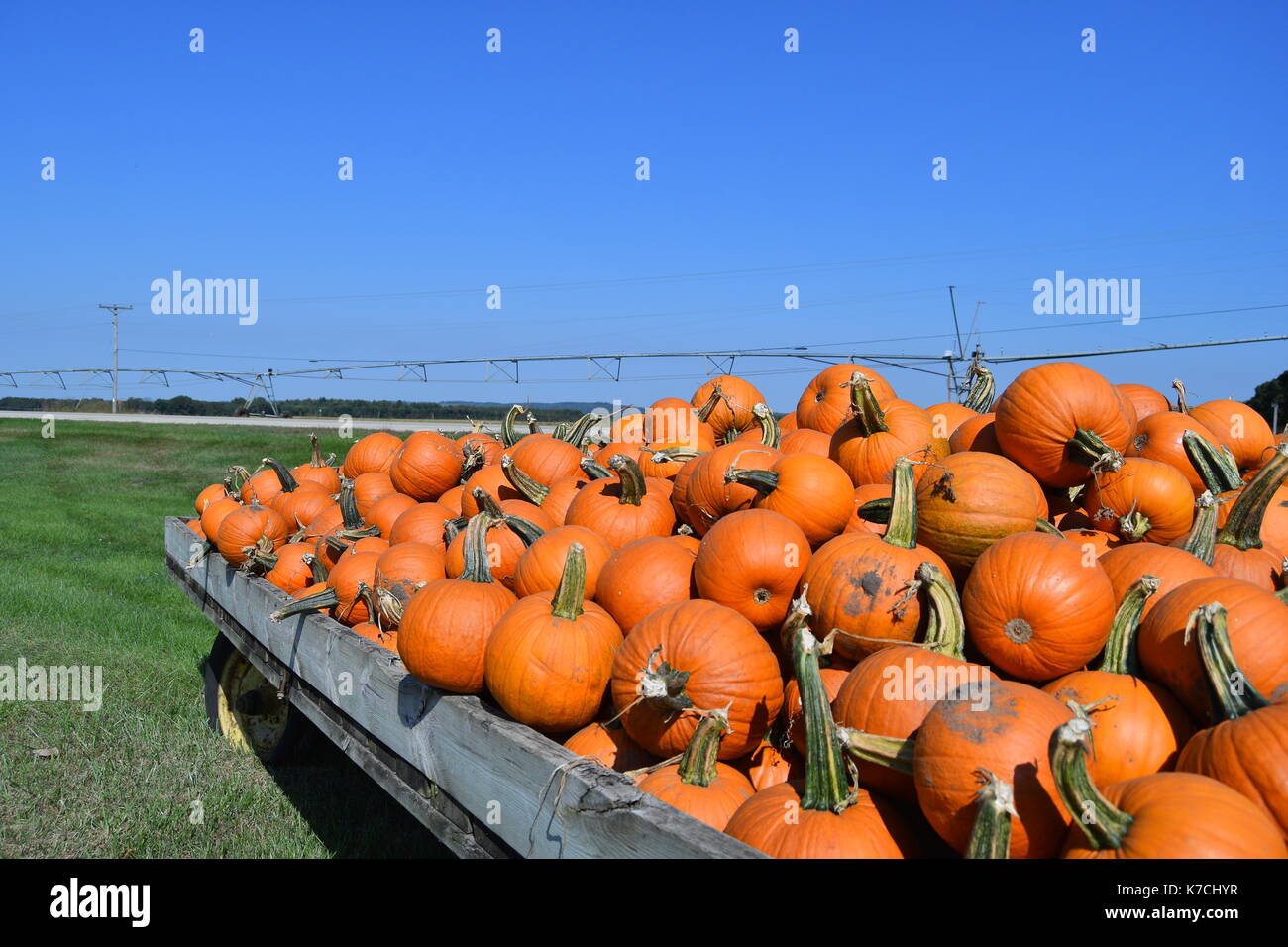 Pumpkins loaded on a wagon under a blue sky, horizontal, with field in ...