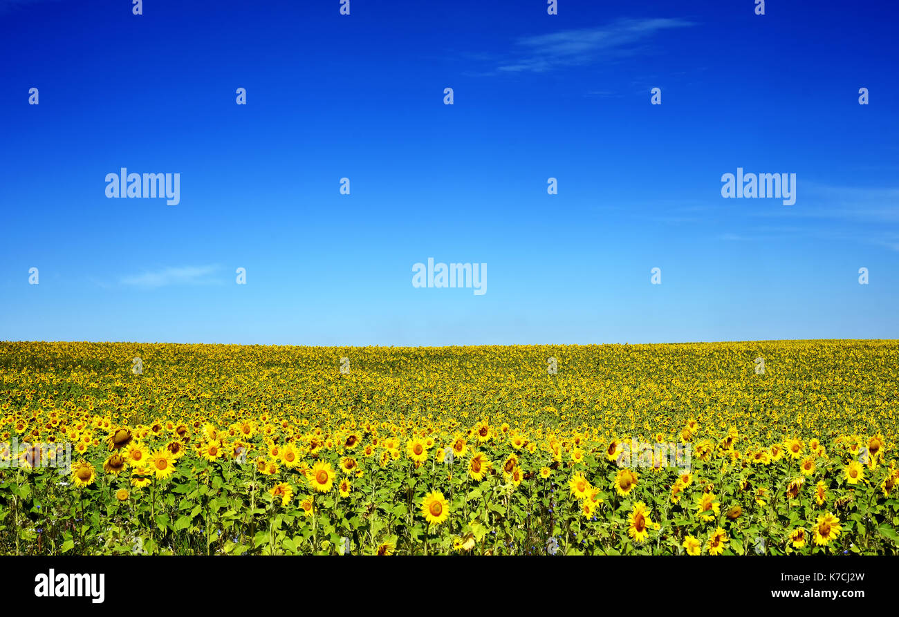Landscape background of a field of sunflowers with a bright blue summer sky. Copyspace area for floral summertime designs and backgrounds. Stock Photo