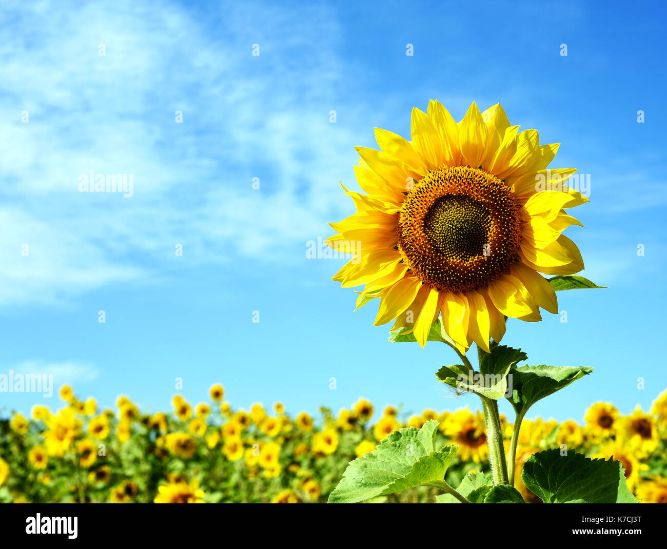 Yellow Sunflower Background With Wild Flowers Growing In A Field