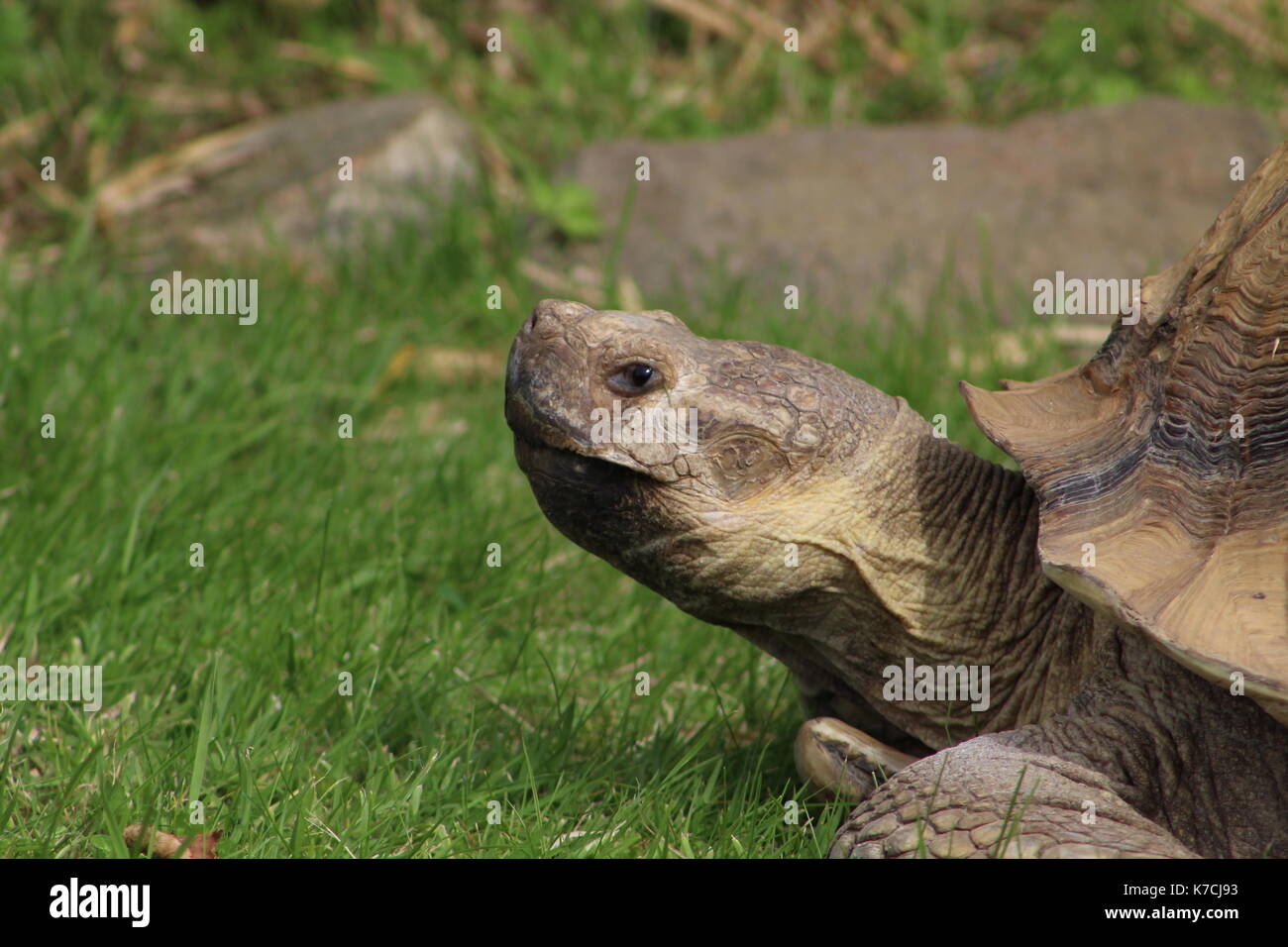 giant Tortoise Stock Photo