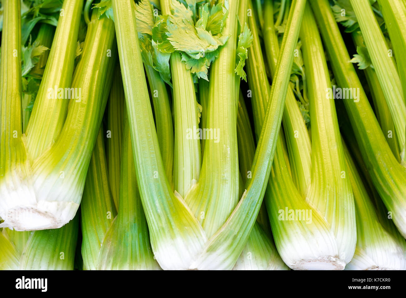 Fresh celery bunches on display. Close up detail. For sale at a farmers market. Stock Photo