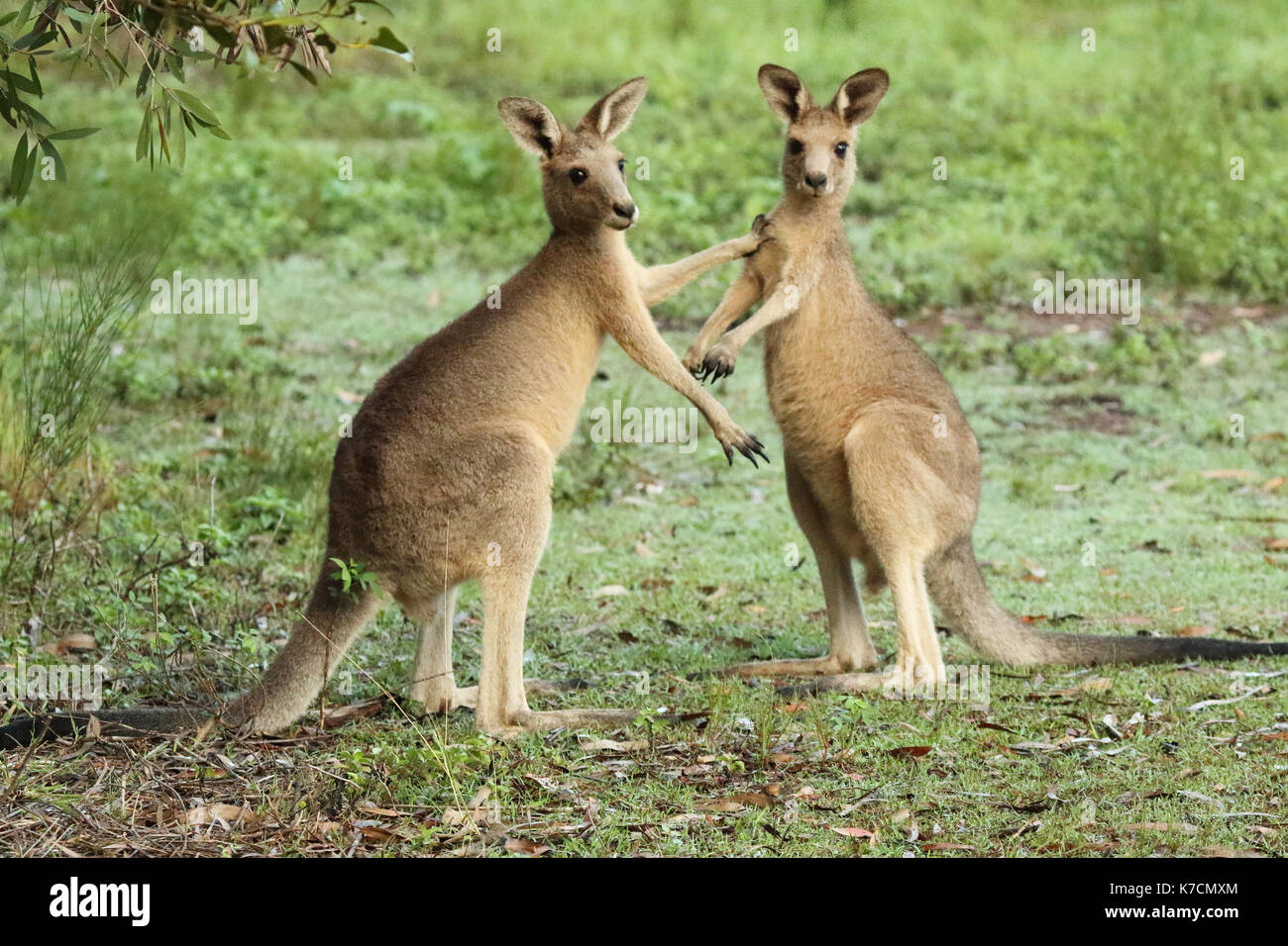 Kangaroo macropod hires stock photography and images Alamy